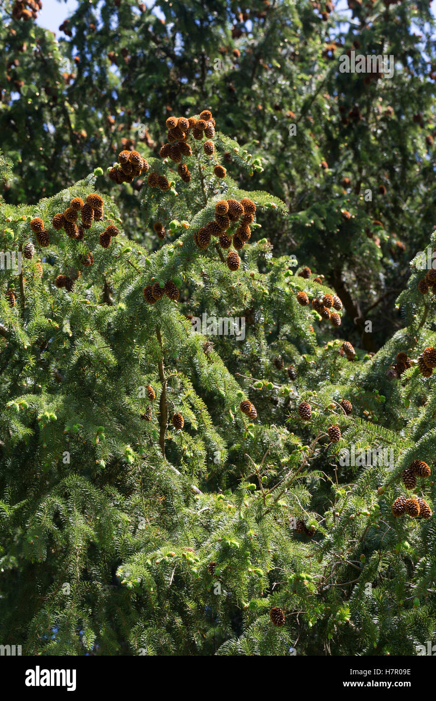 Sitka-Fichte, Sitkafichte, Picea sitchensis, Sitka Spruce, l'Épinette de Sitka, Épicéa de France Foto Stock
