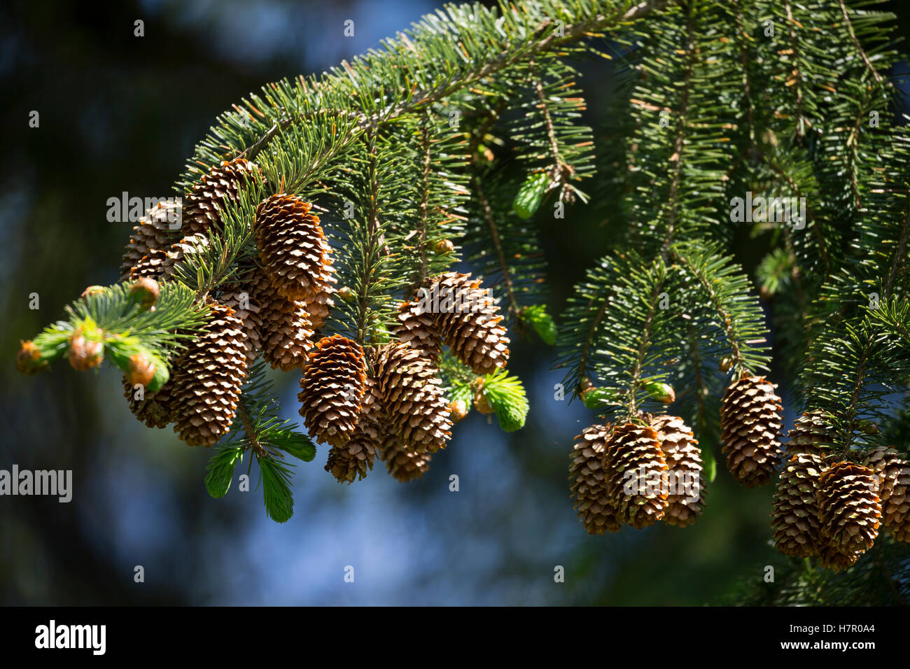 Sitka-Fichte, Sitkafichte, Picea sitchensis, Sitka Spruce, l'Épinette de Sitka, Épicéa de France Foto Stock