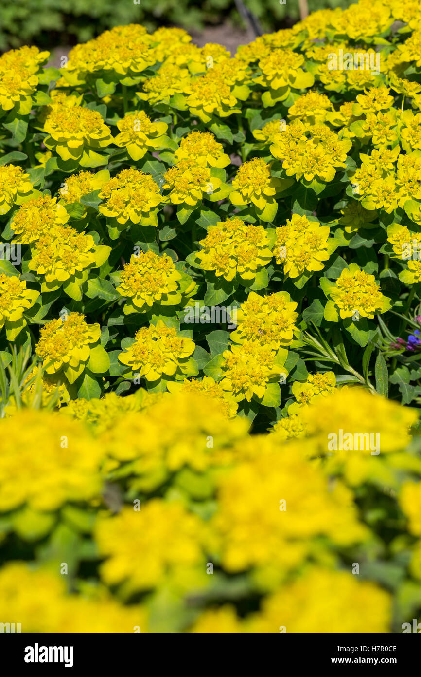 Vielfarbige Wolfsmilch, Vielfarbige Wolfmilch, Bunt-Wolfsmilch, Wolfsmilch Bunte, Gold-Wolfsmilch, Euphorbia epithymoides, Eupho Foto Stock
