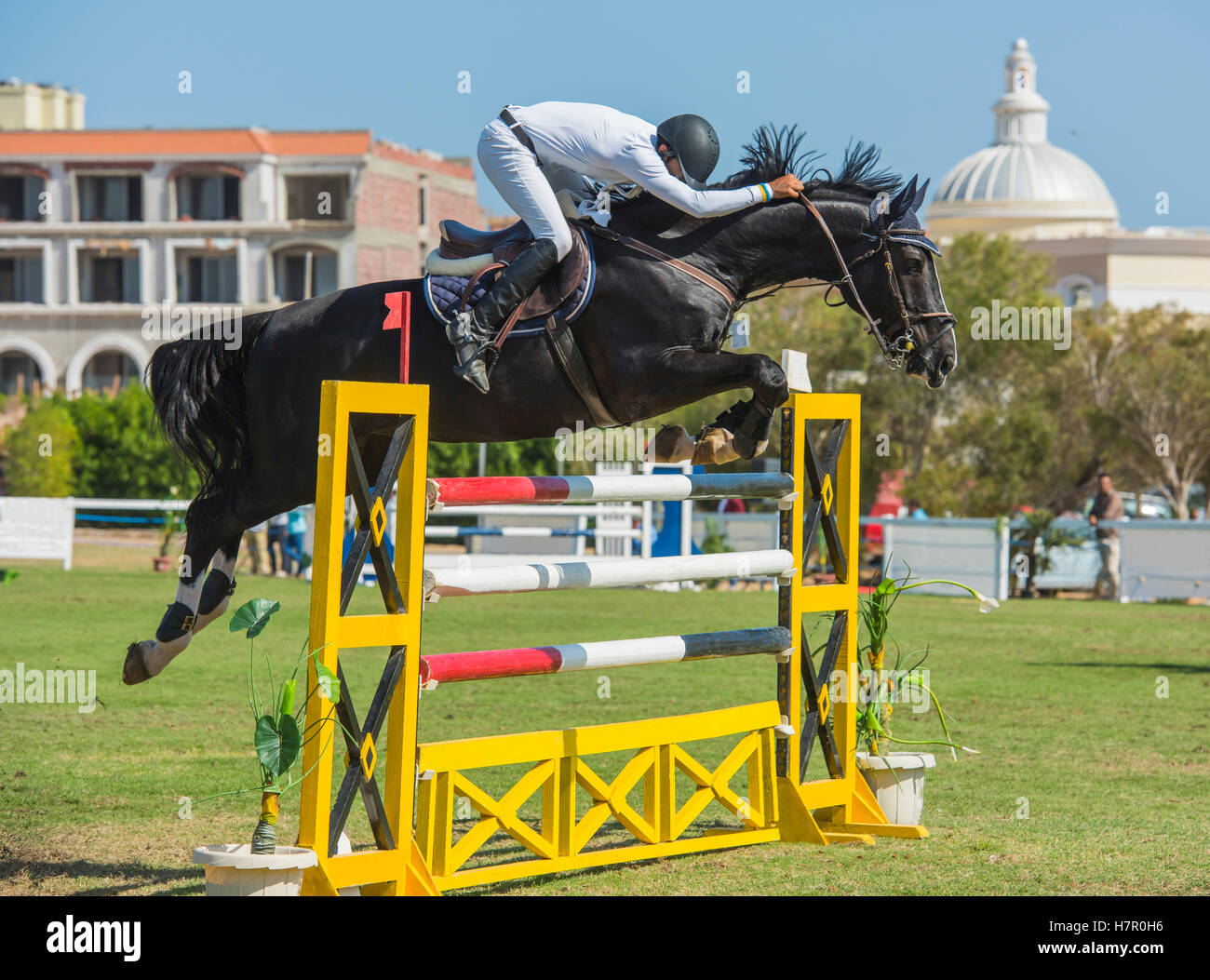 Cavallo e cavaliere competere in un showjumping equestre competizione sportiva saltando ostacoli all'aperto Foto Stock