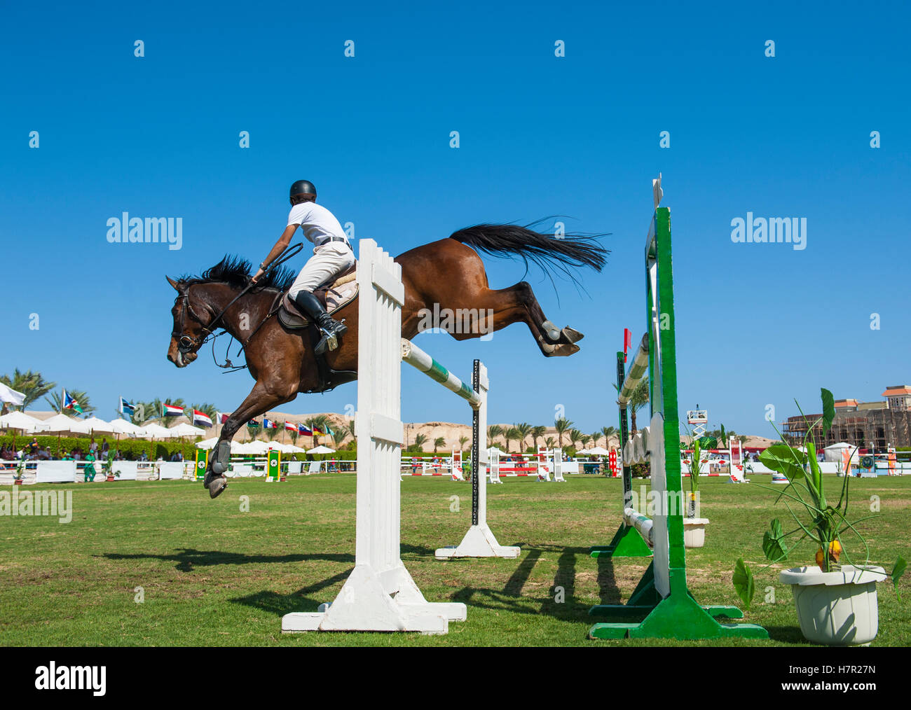 Cavallo e cavaliere competere in un showjumping equestre competizione sportiva saltando ostacoli all'aperto Foto Stock