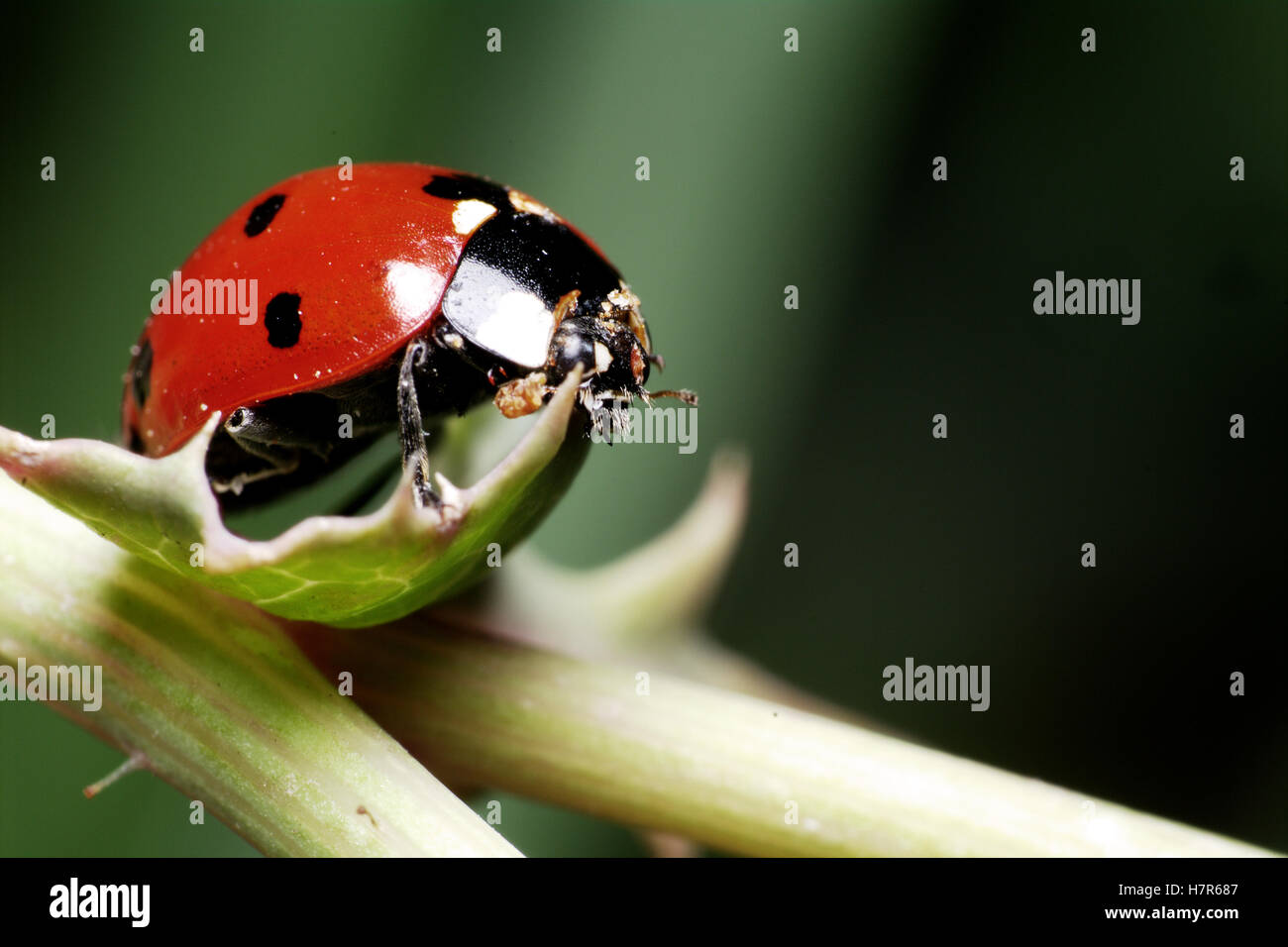 Ladybug su un ramo di un fiore Foto Stock