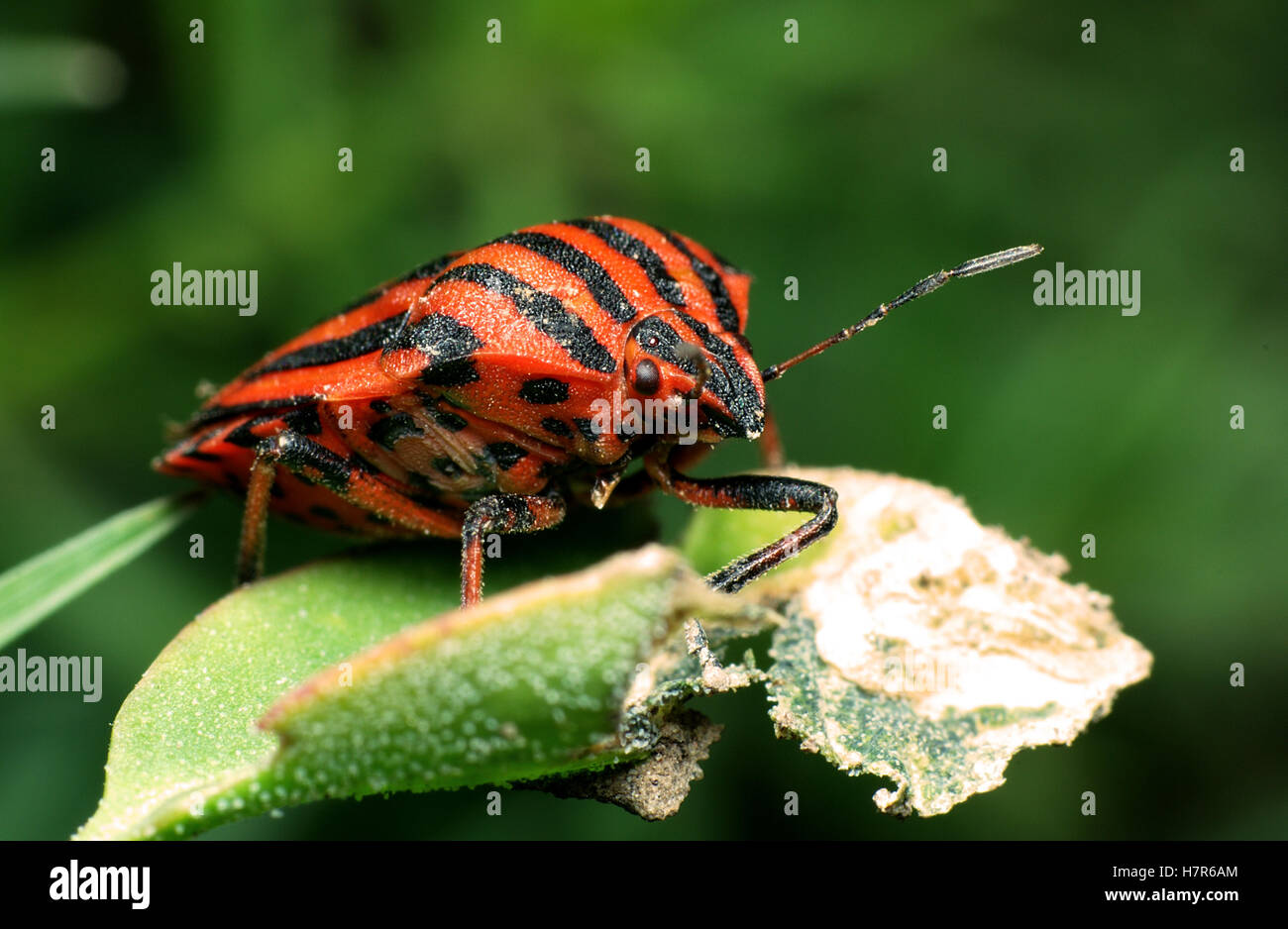 Rosso e nero striped Stink bug (Graphosoma lineatum) su una foglia Foto Stock