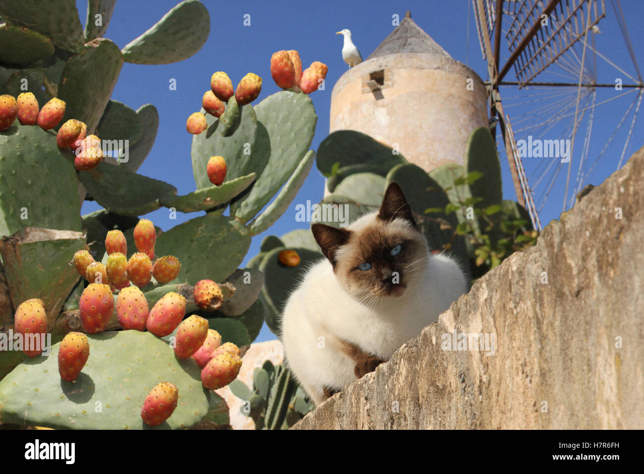 Il gatto domestico, siamese mix, giacente su di un muro di fronte a un  vecchio mulino a vento e fig tree di cactus, Mallorca, Spagna Foto stock -  Alamy