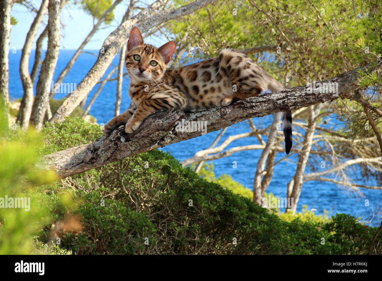 Giovani gatto domestico, Gatto bengala, giacente su un ramo in una pineta in riva al mare, mare mediterranea Foto Stock
