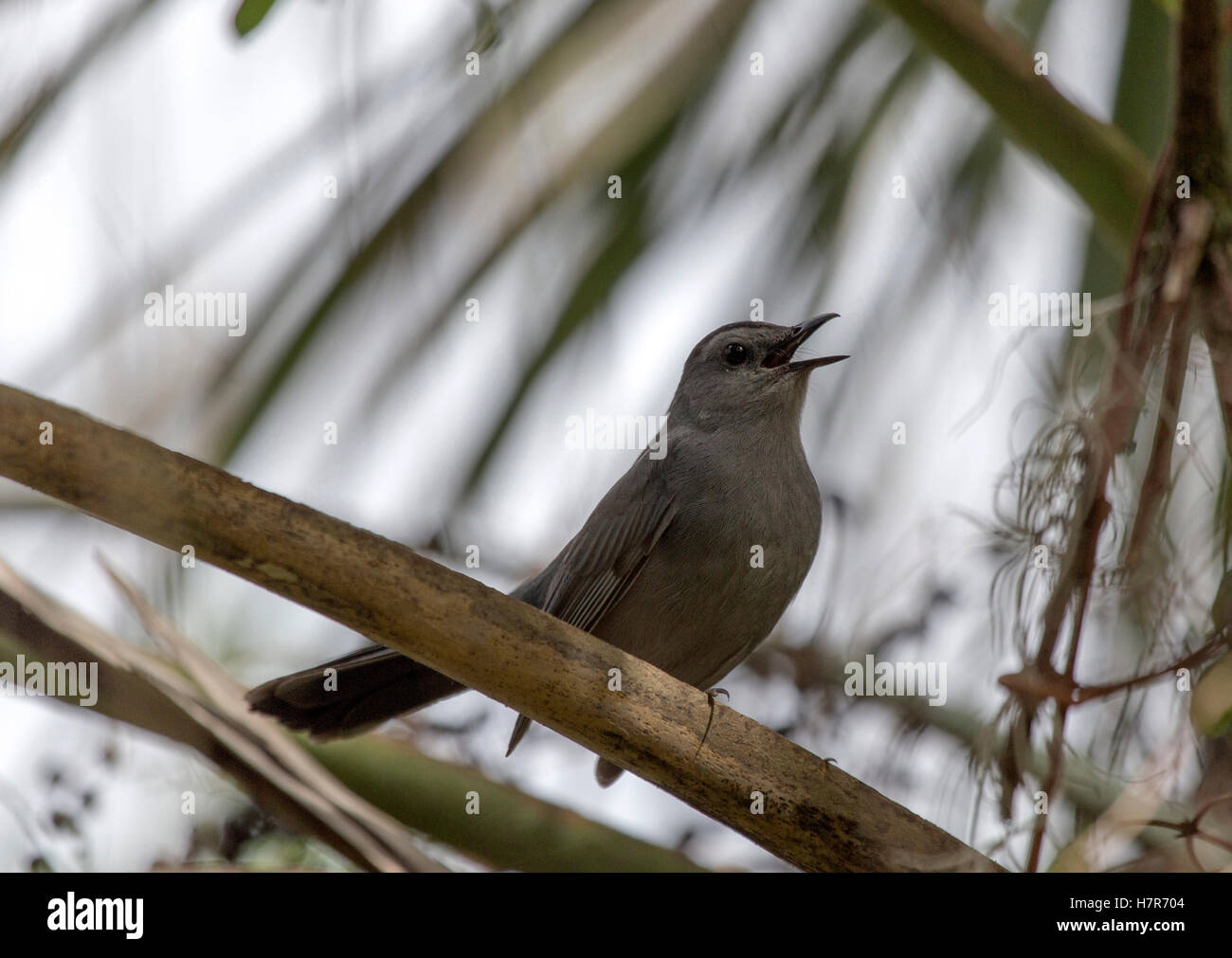 Catbird grigio Foto Stock