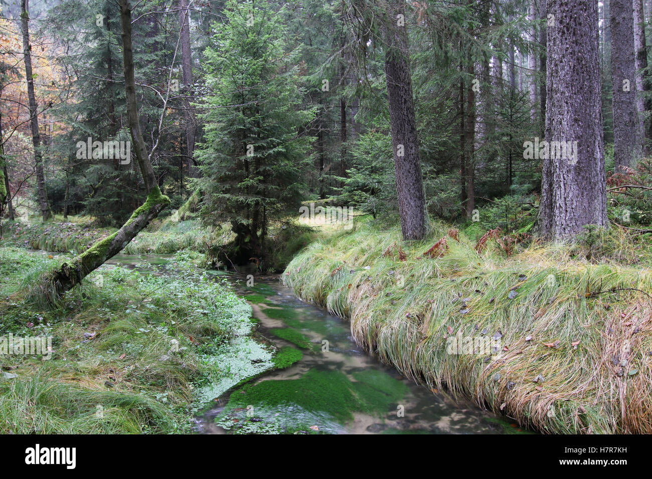 Flusso di foresta nella foresta di autunno Foto Stock