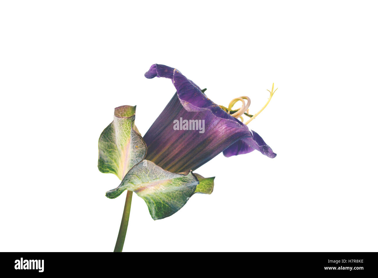 Cobaea scandens " viola', la tazza e il piattino fiore, noto anche come coppa e piattino vite, le campane della cattedrale si. Una semi-hardy scalatore. Foto Stock