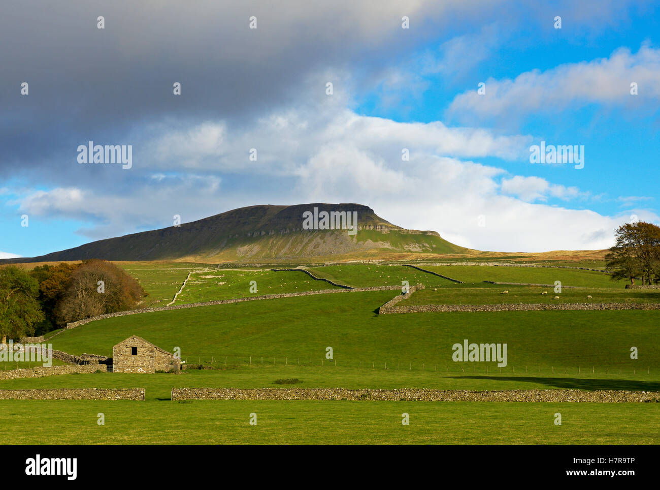 Pen-y-Ghent, uno di Yorkshire di tre picchi, Yorkshire Dales National Park, North Yorkshire, Inghilterra, Regno Unito Foto Stock