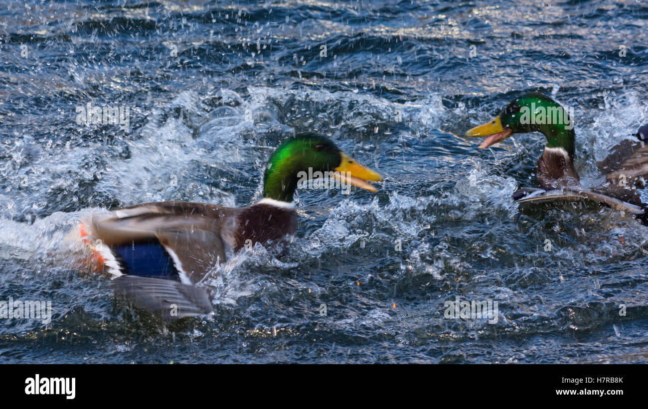 Mallard I draghetti combattimenti Foto Stock