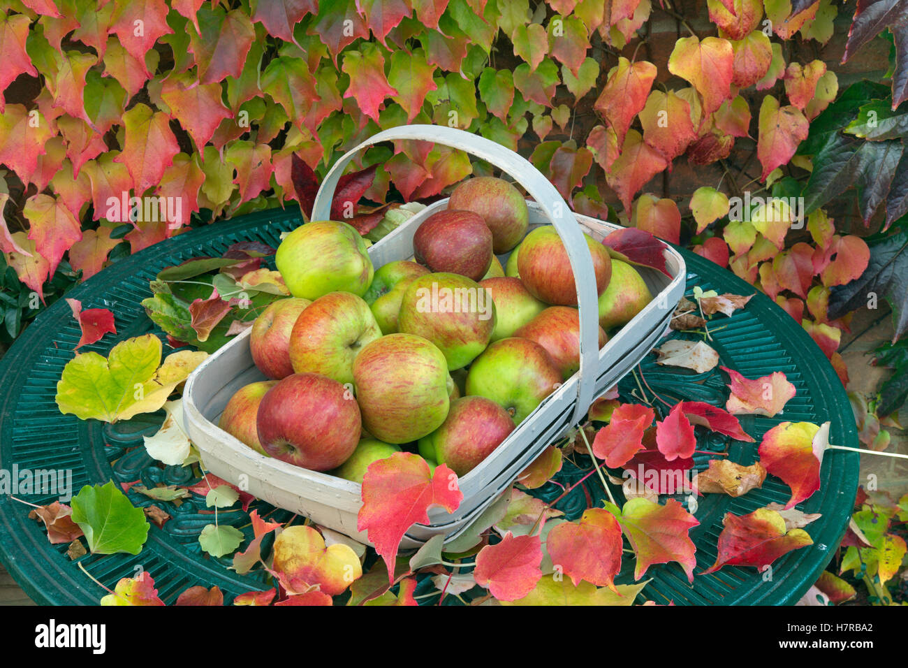 Virginia superriduttore Parthenocissus quinquefolia e Bramley Mele Foto Stock