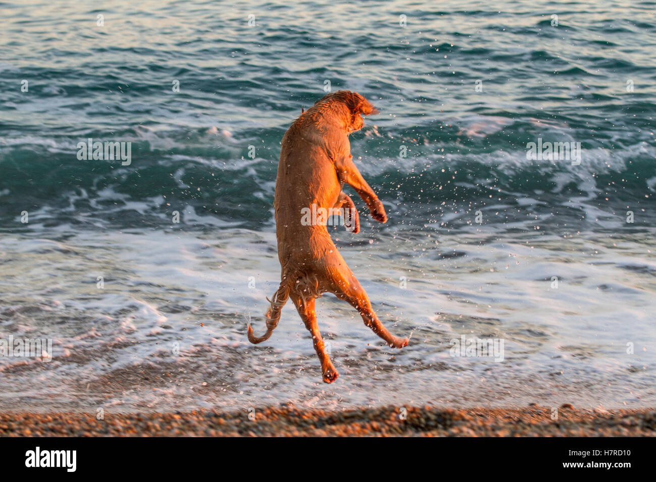 Pet cane sprocker giocando a Pebble Beach Foto Stock