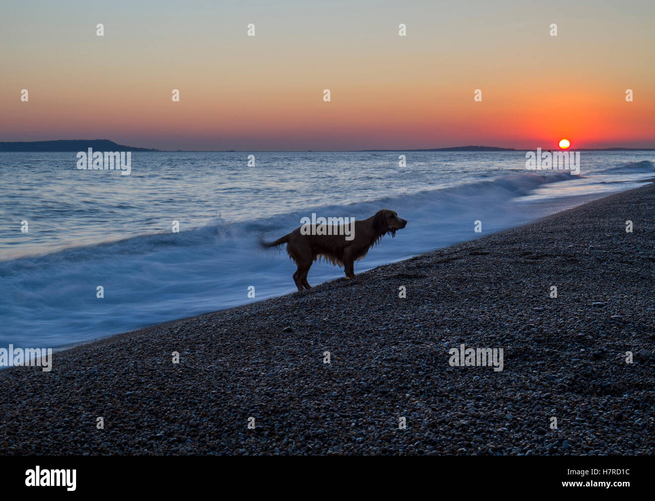 Pet cane sprocker giocando sulla spiaggia di ciottoli al tramonto Foto Stock