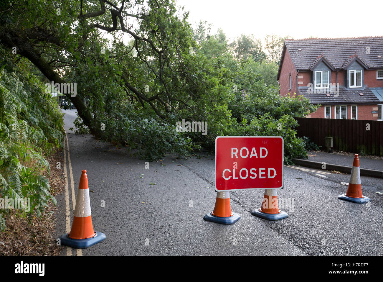 Chiusura della strada a causa di caduta di Oak tree a Stanley Lane Junction con Brook cava, Bridgnorth, Shropshire, Regno Unito Foto Stock