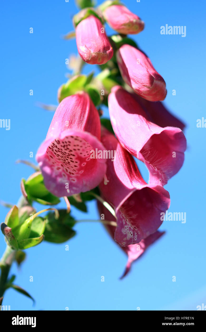 Digitalis purpurea (comune foxglove), una pianta ornamentale, con alte guglie di rastremate, tubolare, viola al rosa o bianco fiori Foto Stock