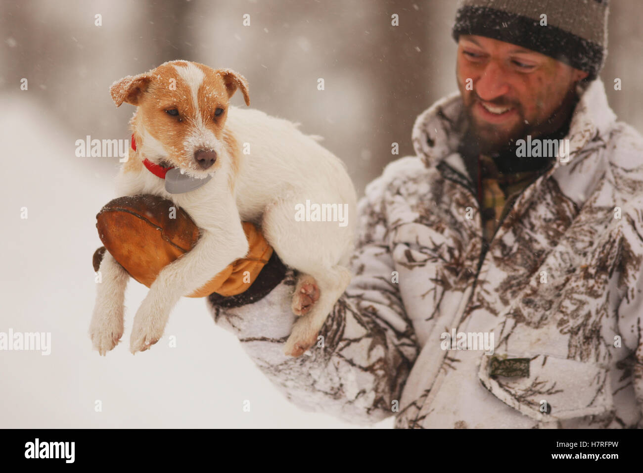 Jack Russell Terrier essendo portati dal piccolo gioco cacciatore in Snow Camo Foto Stock