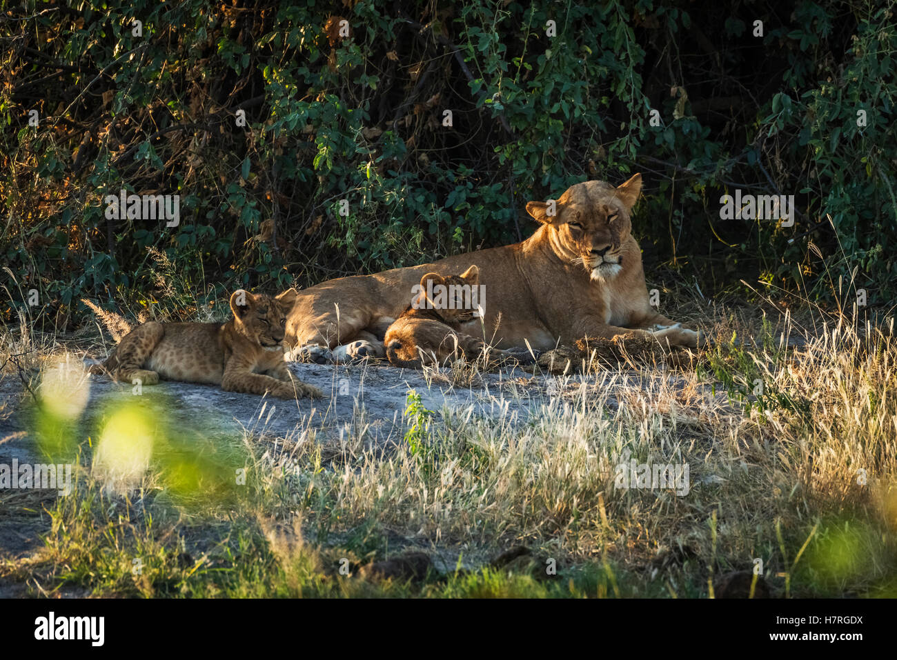 Assonnato leonessa (panthera leo) giacenti in boccole con i cuccioli; Botswana Foto Stock