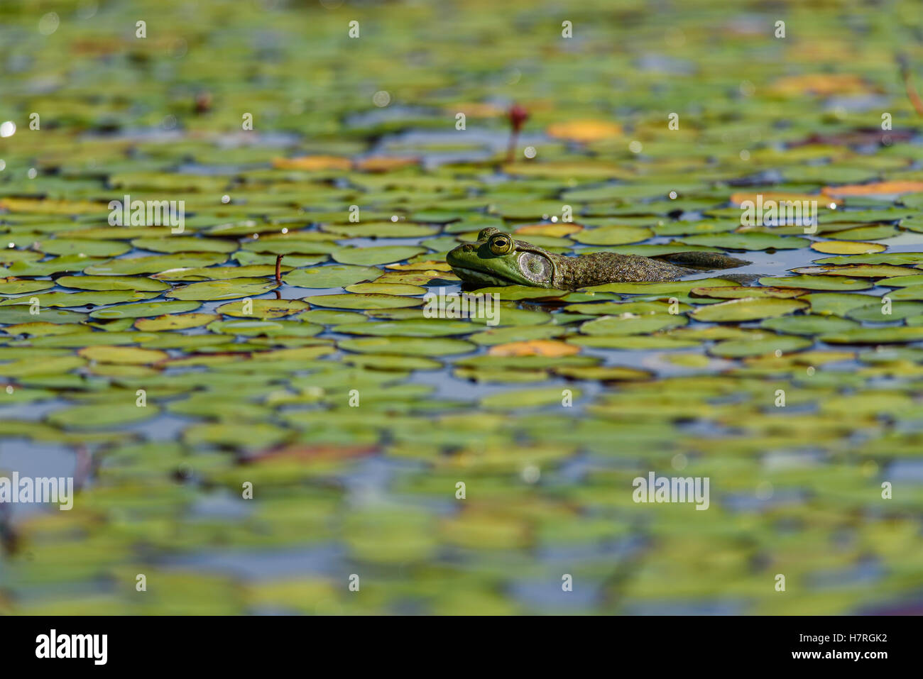 Un American bullfrog (Lithobates catesbeianus) riposa in un stagno; Tahlequah, Oklahoma, Stati Uniti d'America Foto Stock