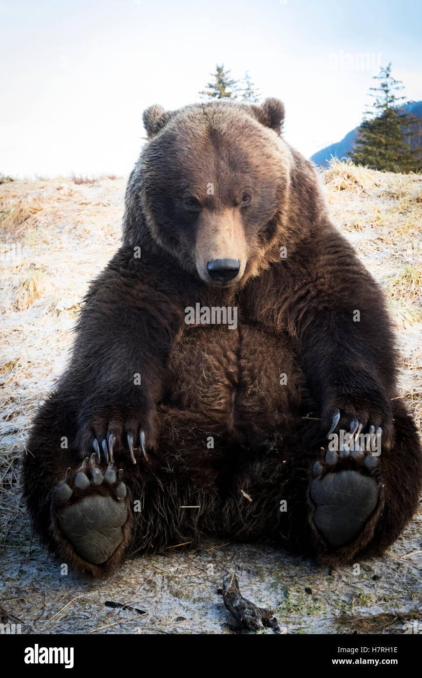 L'orso bruno (Ursus arctos) prese vicino fino, seduti e toccando le sue dita mentre guardando la telecamera, Alaska Wildlife Conservation Centre Foto Stock