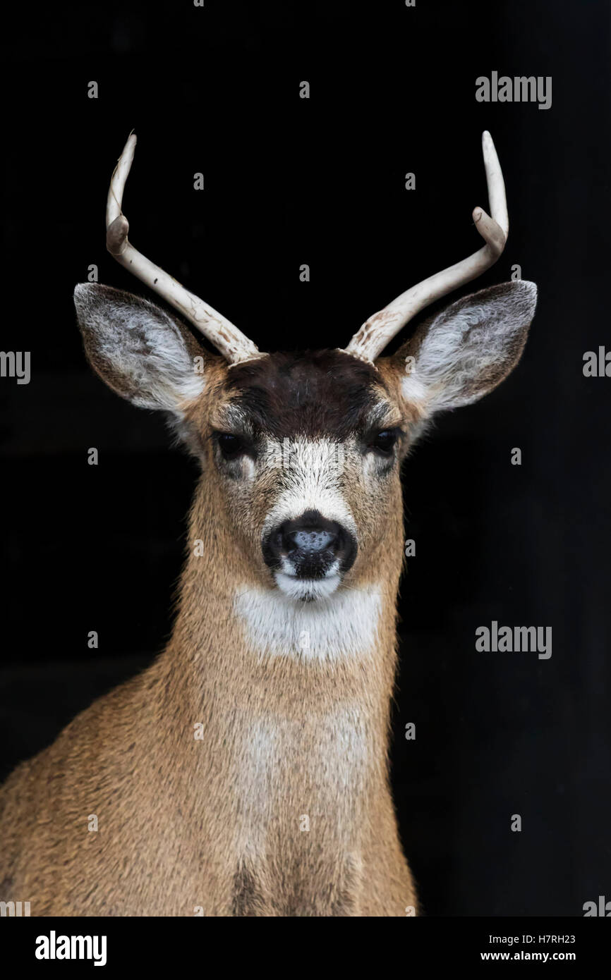 A Sitka Black-Tail Deer Buck (Odocoileus hemionus Sitkensis) guarda fotocamera, ha Shed il suo velluto dai suoi antlers, Alaska Wildlife Conservation CE... Foto Stock