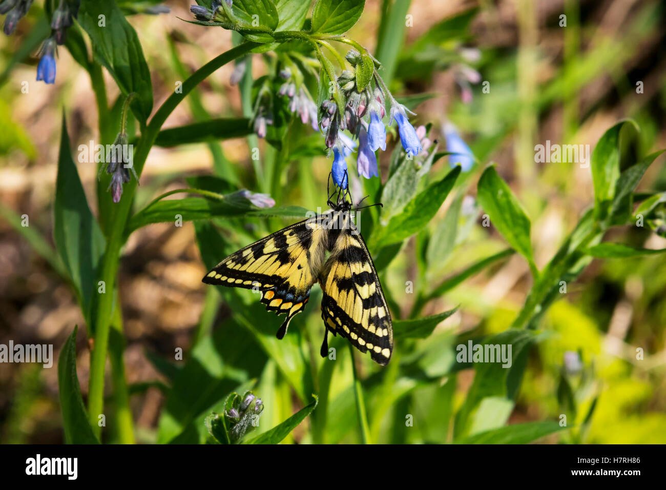 Tiger terre a coda di rondine su Bluebell fiori, Eagle Fiume Centro di Natura centromeridionale Alaska Foto Stock