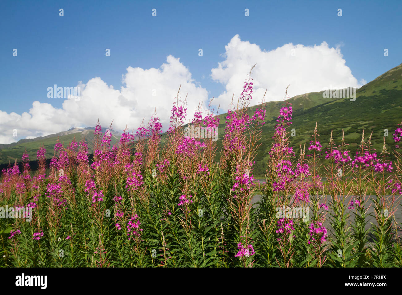 Fireweed (Chamerion angustifolium) sorge sul ciglio della strada vicino al vertice inferiore lago sulla Penisola di Kenai, sud-centrale di Alaska Foto Stock