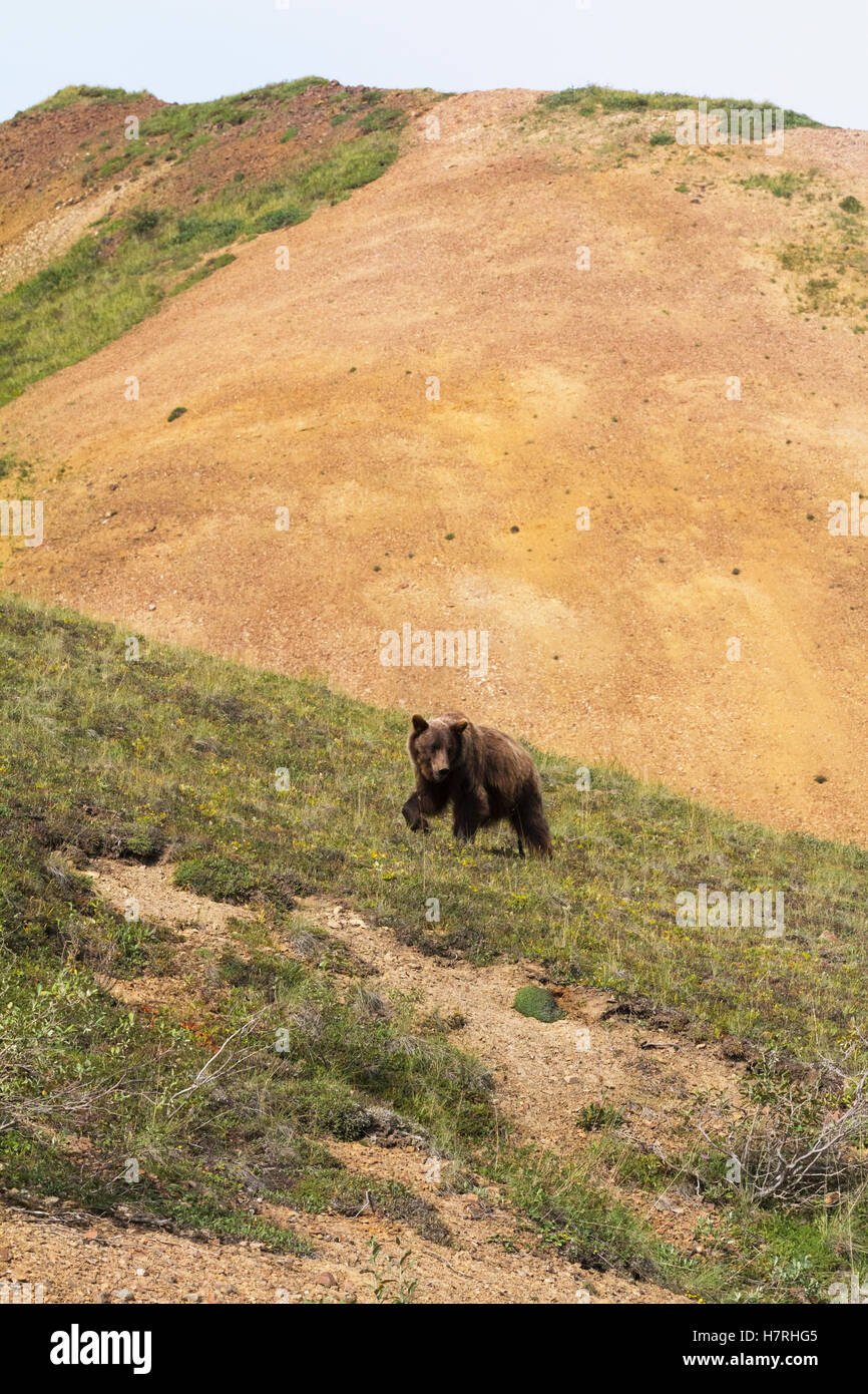 Un Grizzly maturo (Ursus arctos horribilis) cammina attraverso il Tundra vicino alla strada del Parco, Denali National Park and Preserve, Interior Alaska in estate... Foto Stock