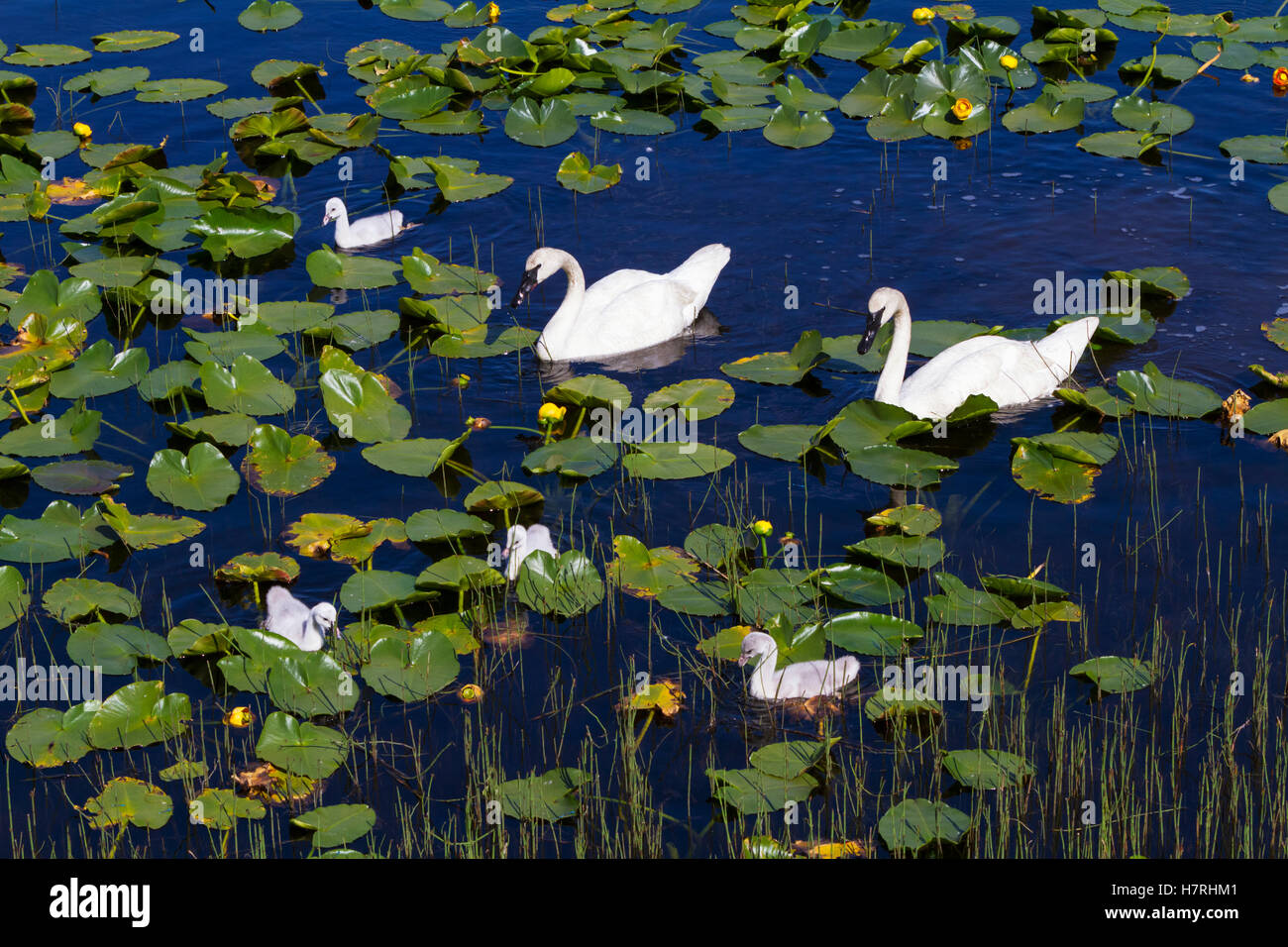 Una famiglia di Trumpeter Swans (Cygnus buccinatore) in un piccolo stagno accanto alla Seward Highway al km 14,7, sud-centrale di Alaska in estate Foto Stock