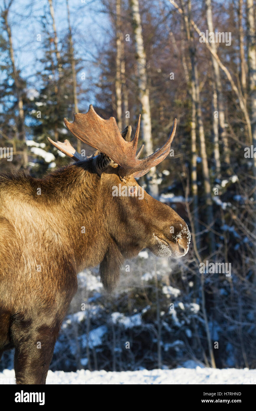 Adulto Bull Moose (Alces alces) nel centro-sud della Alaska in inverno; Alaska, Stati Uniti d'America Foto Stock