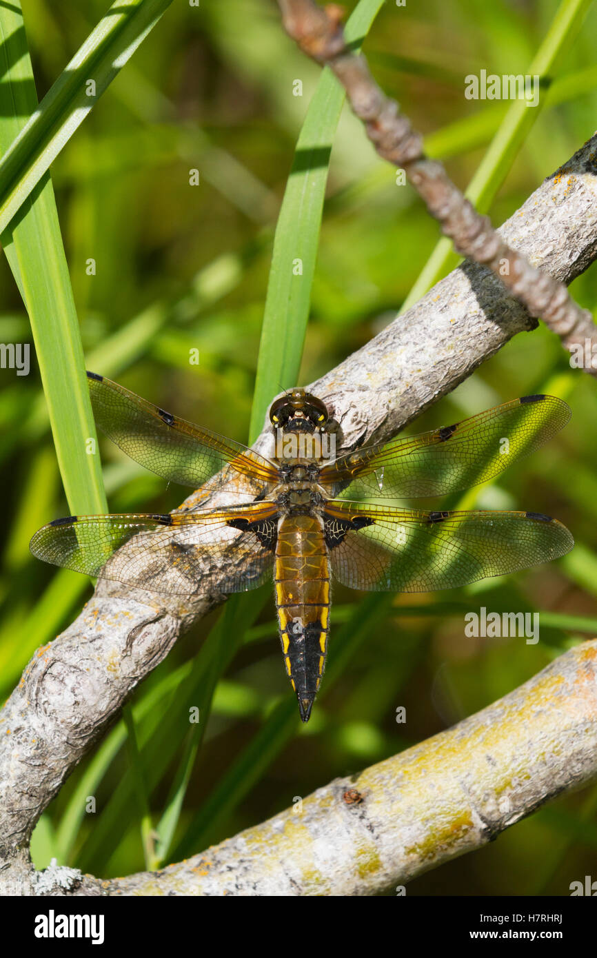 Quattro-spotted Skimmer Dragonfly (Libellula quadrimaculata) poggia su nella spazzola durante condizioni di vento, Summertime in sud-centrale di Alaska Foto Stock