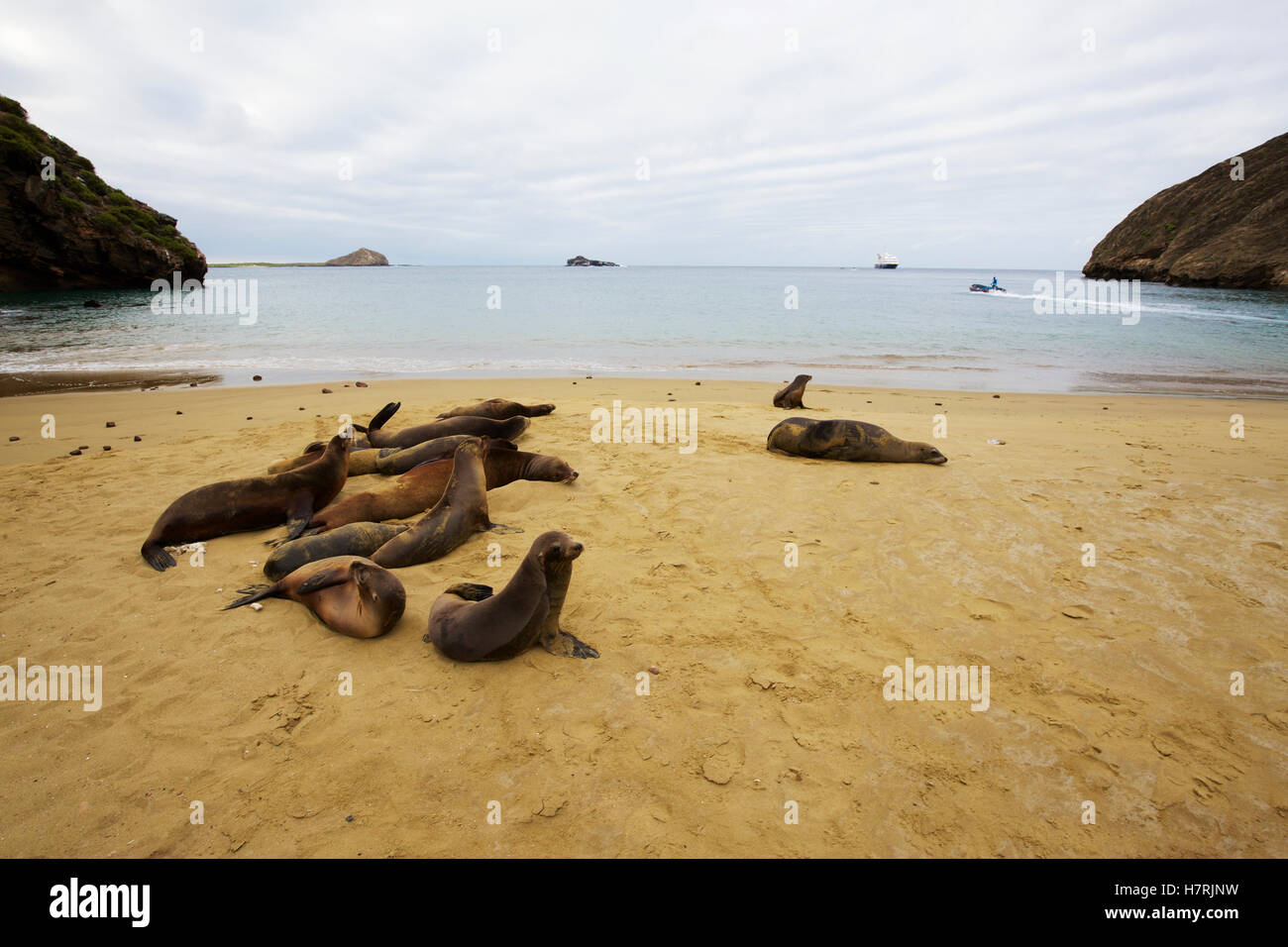 I leoni di mare sulla spiaggia di sabbia dorata con promontori rocciosi Foto Stock