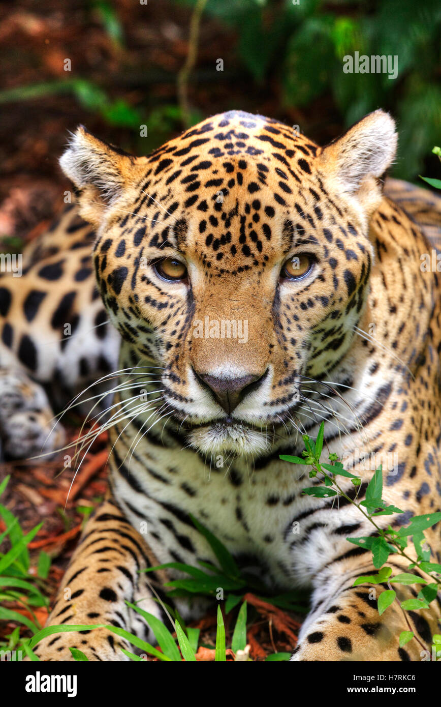 Jaguar (Panthera onca), il Belize Zoo, vicino a Città del Belize; Belize Foto Stock