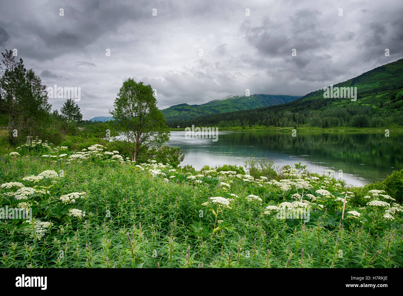 Mucca prezzemolo (Anthriscus sylvestris) in campo sul bordo del lago Kenai, Kenai Peninsula; Alaska, Stati Uniti d'America Foto Stock