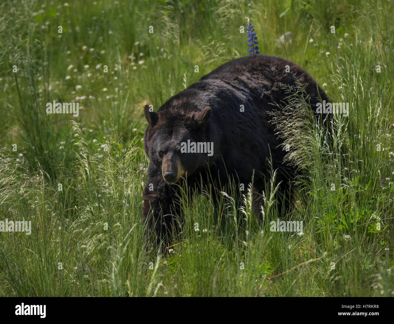 American black bear (Ursus americanus), liberato e a un Wildlife Refuge tra Seward e ancoraggio; Alaska, STATI UNITI D'AMERICA Foto Stock