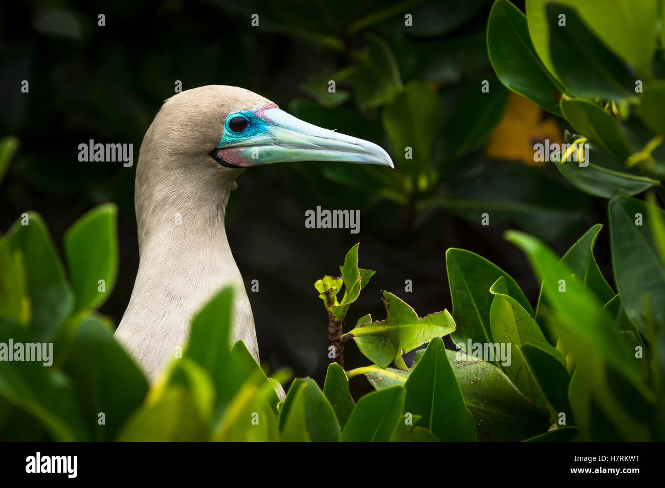 Rosso-footed booby (Sula sula); isole Galapagos, Ecuador Foto Stock