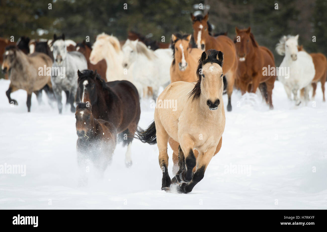 Cavalli in esecuzione in un ranch in inverno; Montana, Stati Uniti d'America Foto Stock