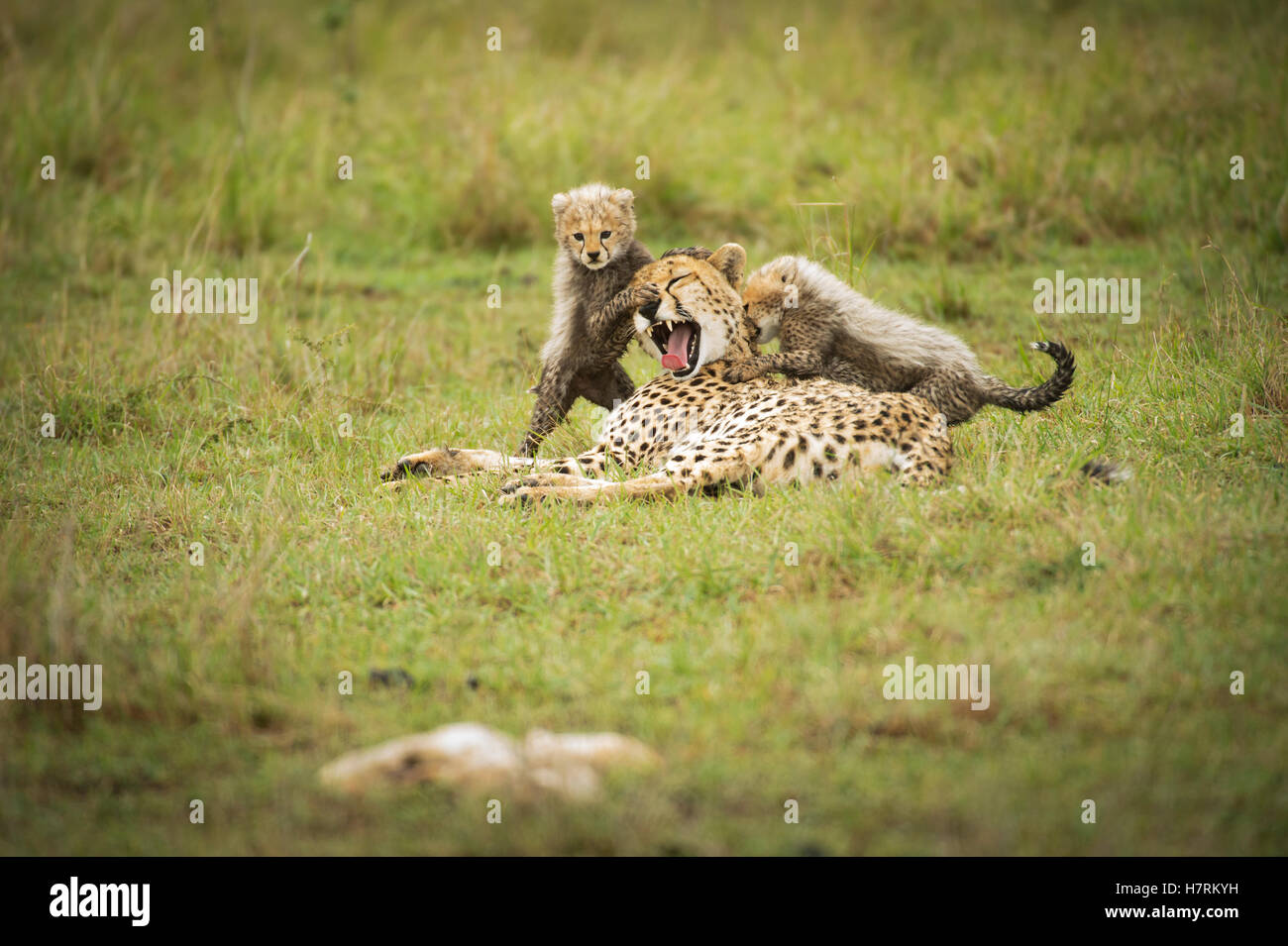 Ghepardo (Acinonyx jubatus) con i cubs, il Masai Mara riserva nazionale; Kenya Foto Stock