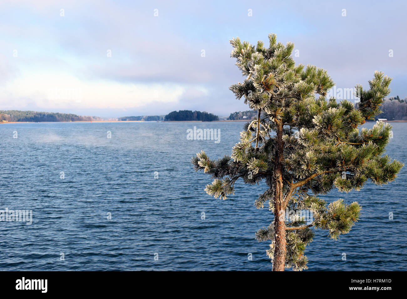 Piccolo pino in rime in Finlandia. Mare sullo sfondo con un po' di nebbia. Foto Stock