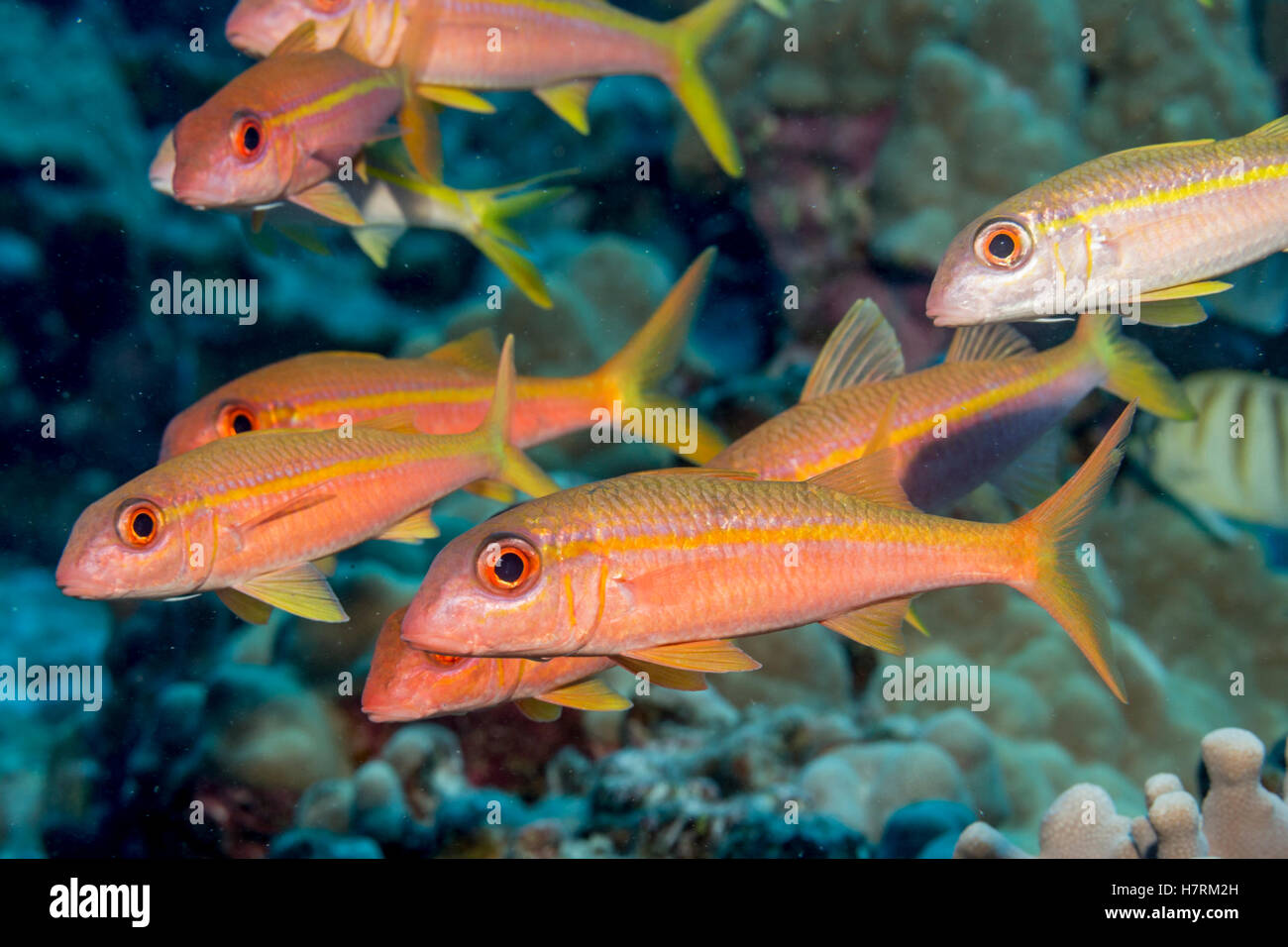 Tonno albacora Goatfish (Mulloidichthys vanicolensis) schooled fuori della costa di Kona; Kona, isola di Hawaii, Hawaii, STATI UNITI D'AMERICA Foto Stock