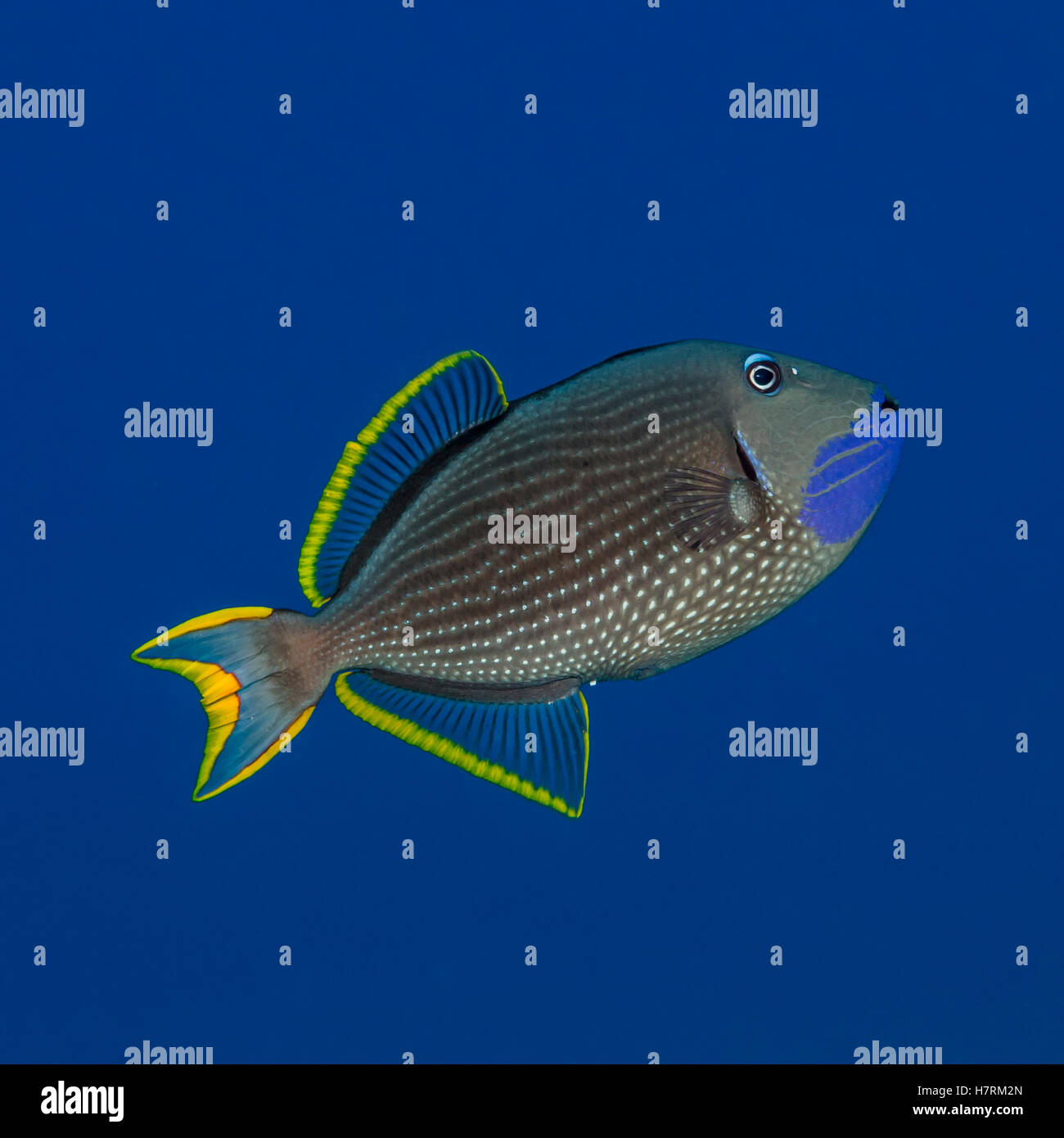 Ritratto di un maschio Bluegill Pesci balestra (Xanthichthys auromarginatus) adottate durante le immersioni della costa di Kona Foto Stock
