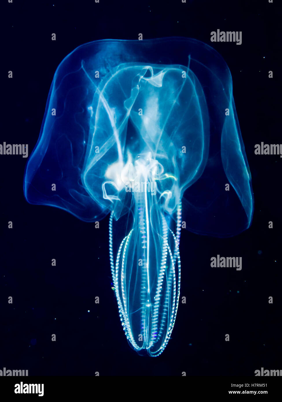 Pettine Bolinopsid jelly (ctenophore) che è stata fotografata a diverse miglia al largo di un'isola hawaiana durante una fossa settica scuba dive Foto Stock