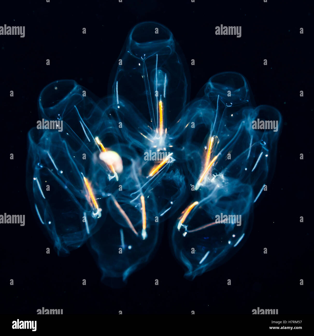 Colonia di salps fotografato durante una fossa settica immersioni diverse miglia al largo di Isola delle Hawaii durante la notte Foto Stock