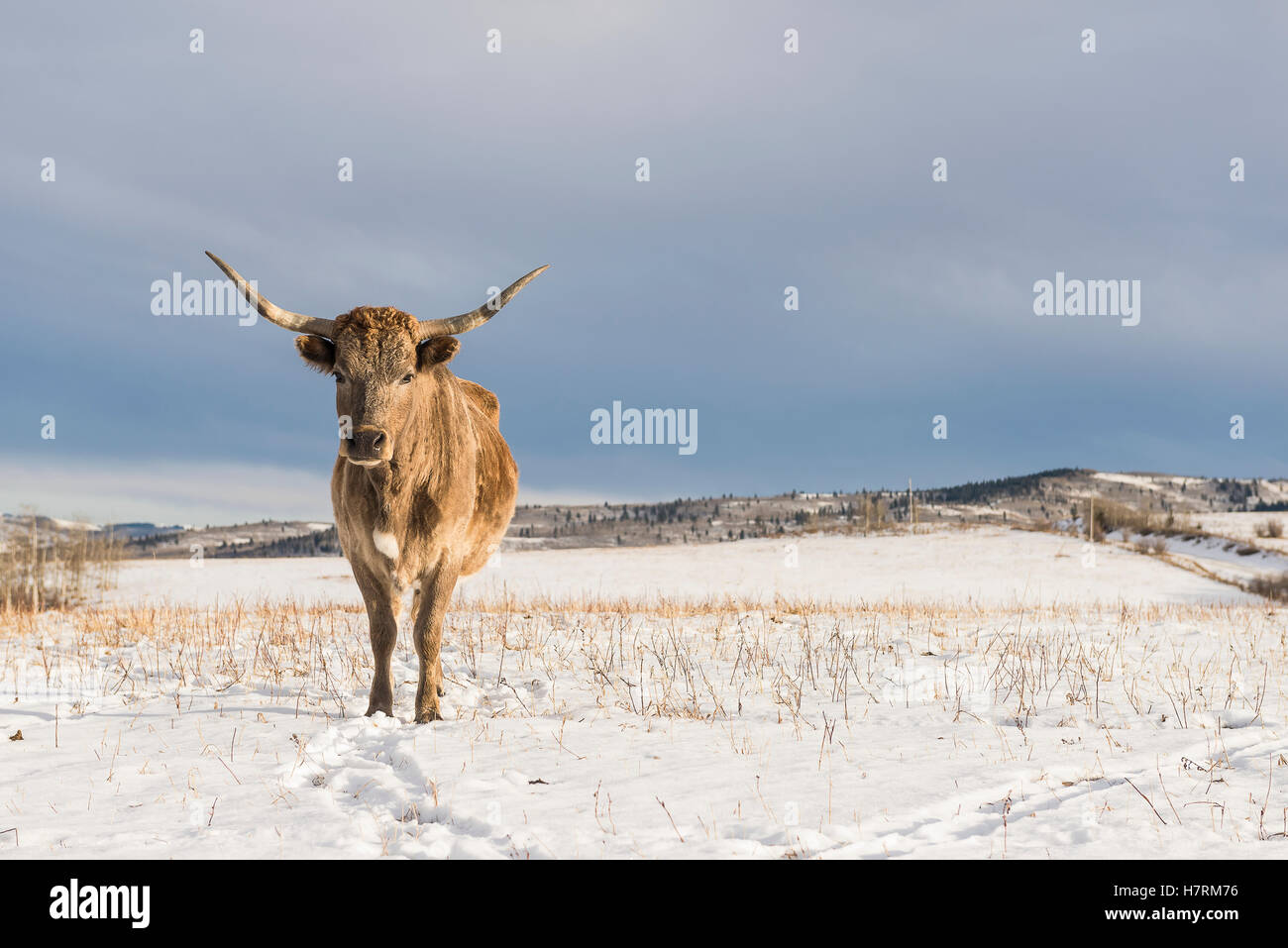 Longhorn cow sorge su una coperta di neve campo; catena di laghi, Alberta, Canada Foto Stock