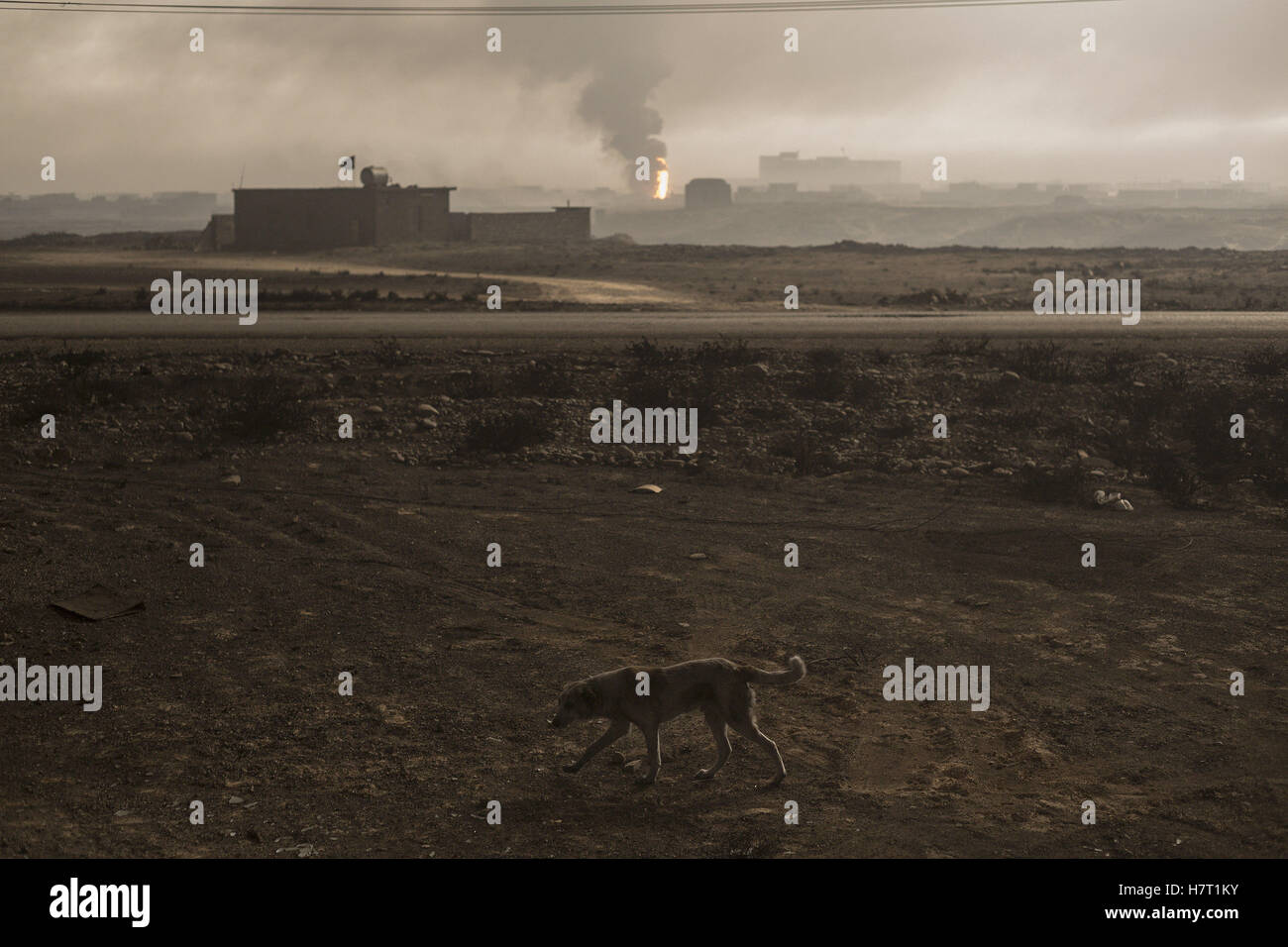 Qayyarah, Niniveh, Iraq. 8 Novembre, 2016. 08/11/2016. Qayyarah, Iraq. Un cane passeggiate attraverso una fuliggine annerita paesaggio come fumo e fiamme si alzano da un olio in fiamme stabilimento nella città di Qayyarah, Iraq. Pozzi di petrolio in e intorno alla città di Qayyarah, Iraq, abbiamo impostato acceso nel Luglio 2016 da uno Stato islamico gli estremisti come l esercito iracheno ha iniziato un offensiva per liberato il paese.Per due mesi i residenti della città hanno vissuto sotto un quasi costante nuvola di fumo, l'unica tregua provenienti quando il vento cambia. Credito: ZUMA Press, Inc./Alamy Live News Foto Stock