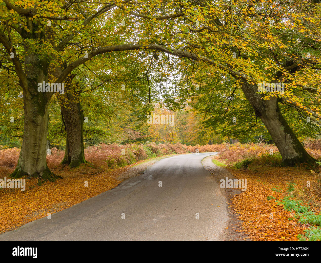 Una strada panoramica nel nuovo Parco Nazionale Foreste, Hampshire, Regno Unito. Foto Stock