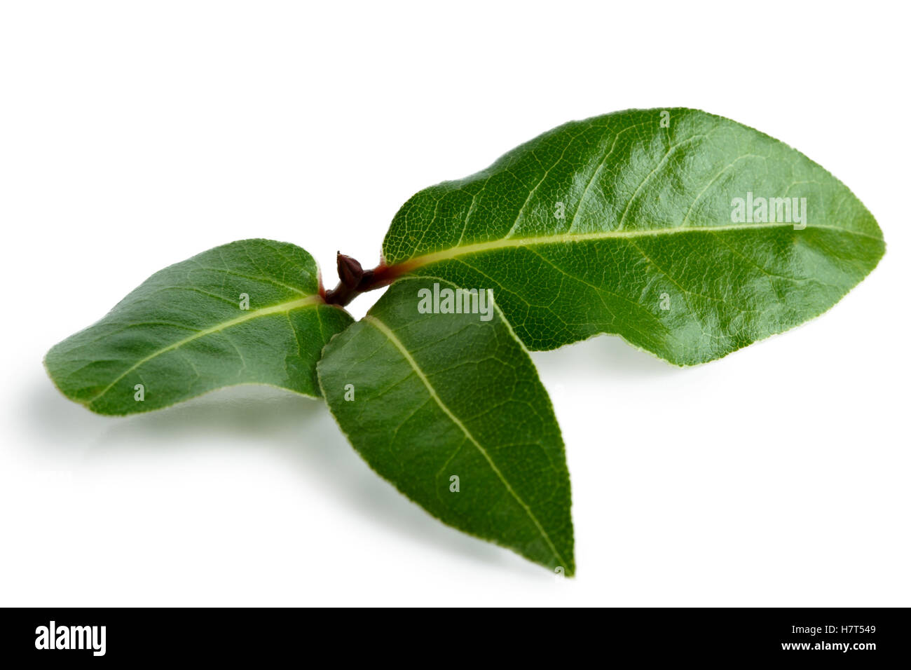 Tre foglie di alloro isolato su bianco. Foto Stock