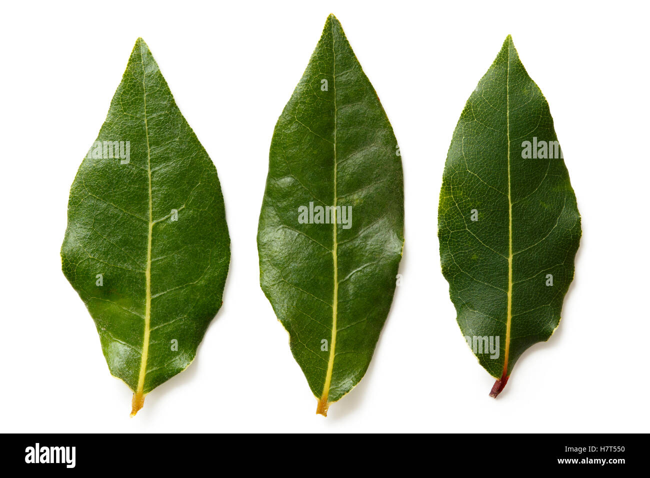 Tre foglie di alloro isolato su bianco dal di sopra. Foto Stock