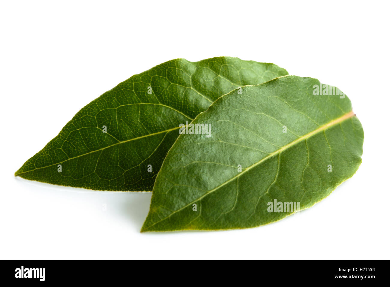 Due foglie di alloro isolato su bianco. Foto Stock
