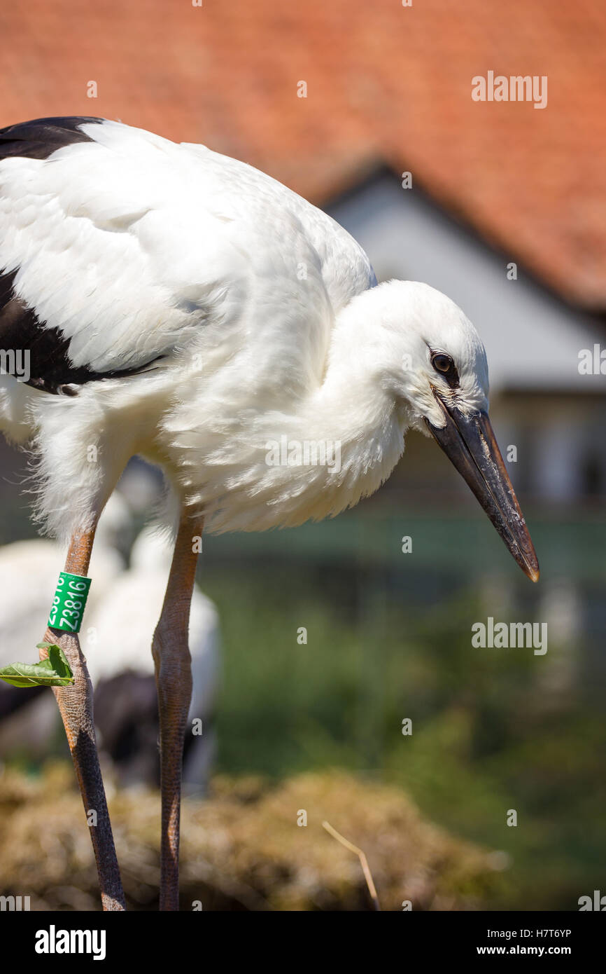 Un giovane di cicogna in piedi in un nido. Foto Stock