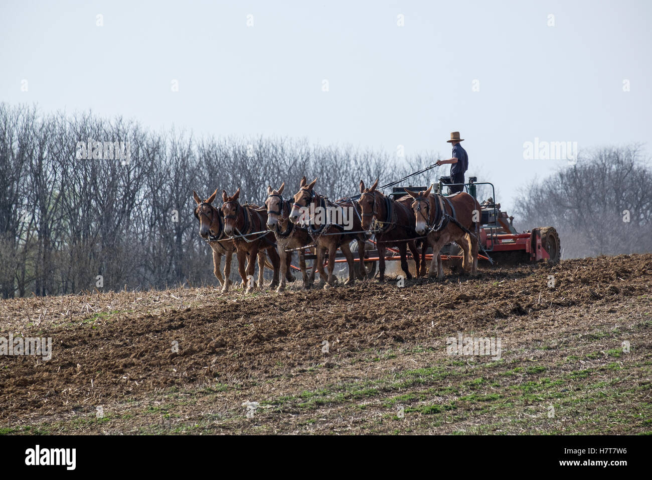 Amish agricoltore lavora i campi con muli e timone motorizzato; Lititz, Pennsylvania, Stati Uniti d'America Foto Stock